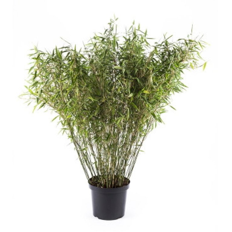 Gul Bambus 'Rufa'