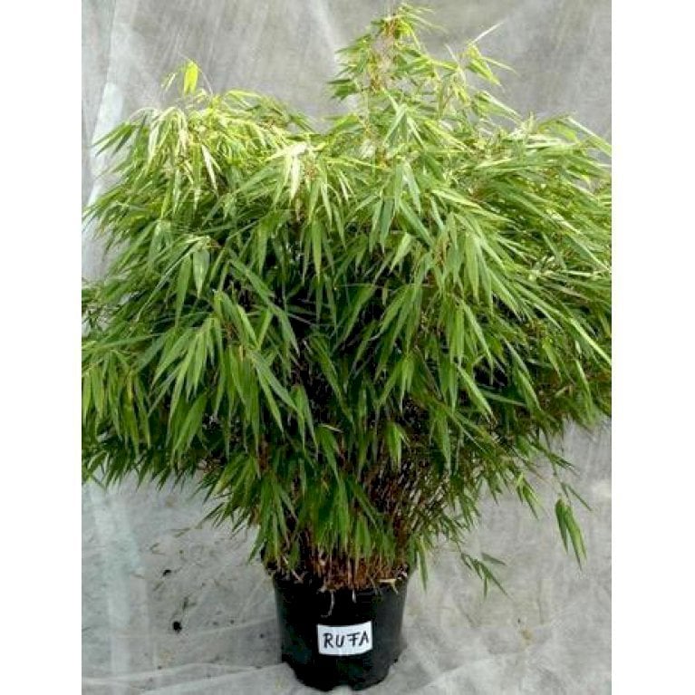 Gul Bambus 'Rufa'
