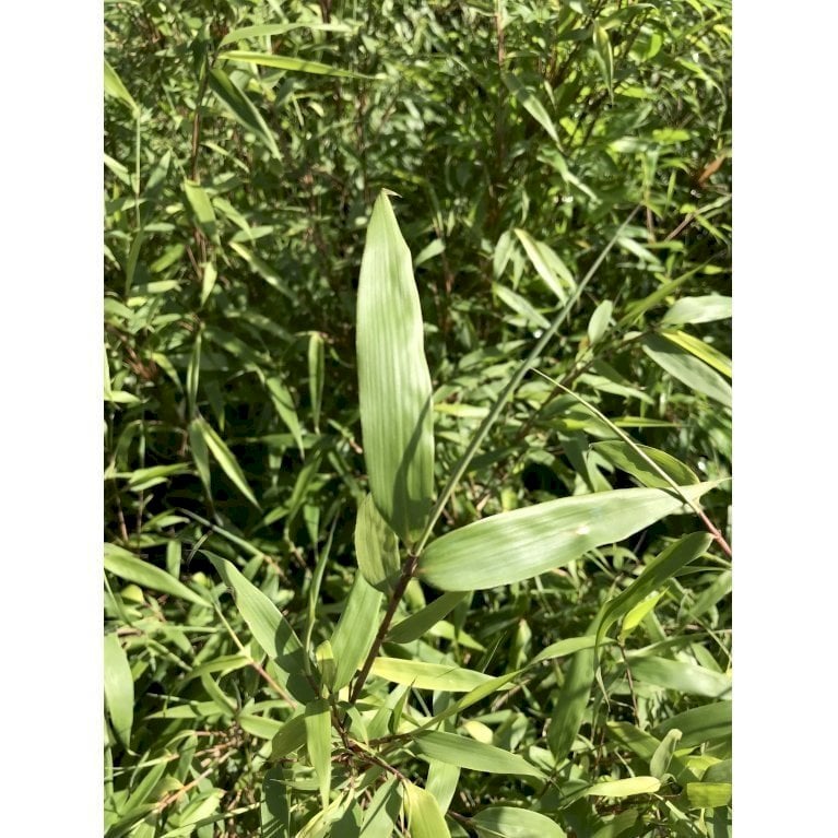 Gul Bambus 'Rufa'