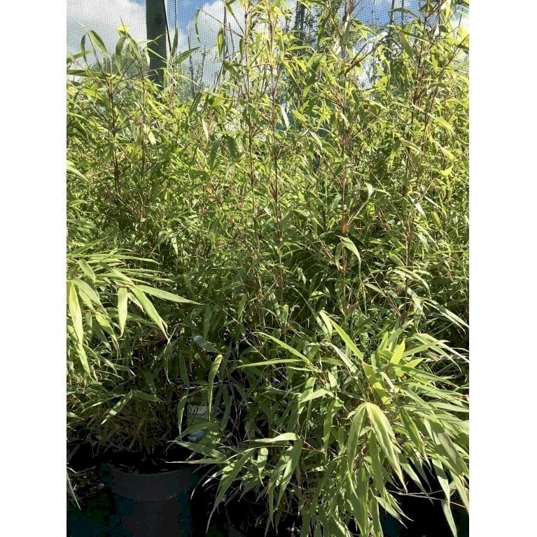 Gul Bambus 'Rufa'
