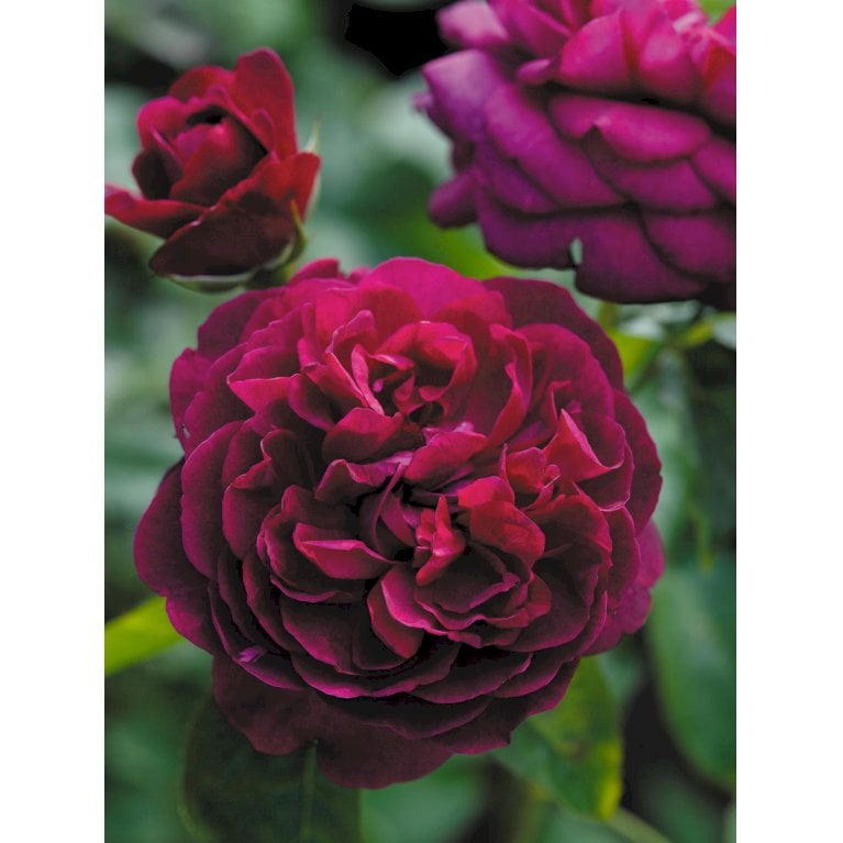 'Darcey Bussell'