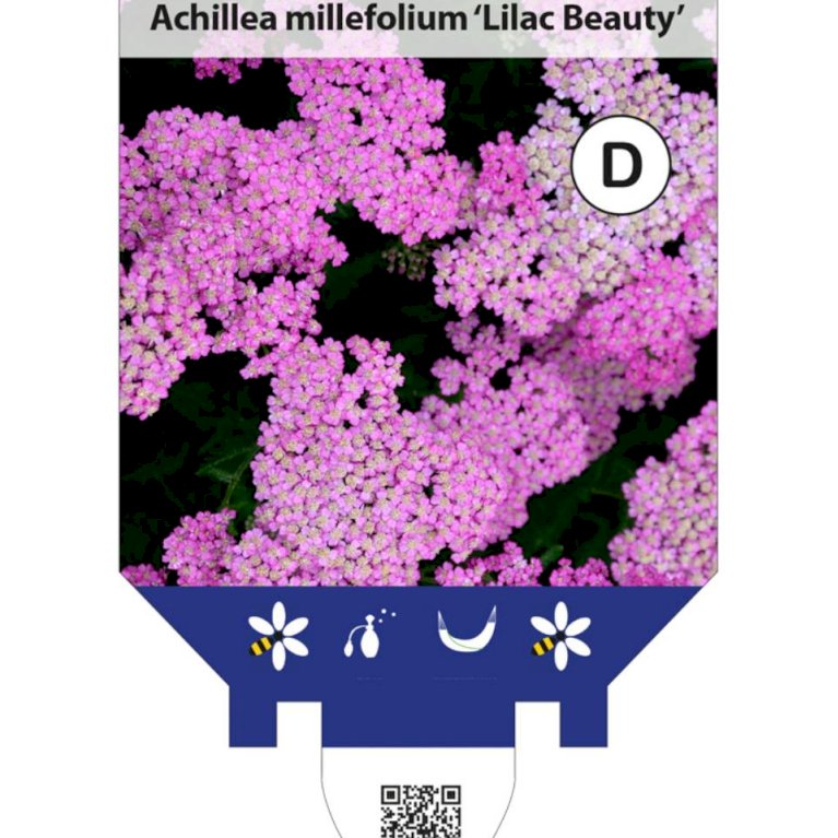 Røllike 'Lilac Beauty'