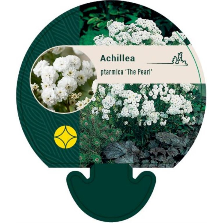 Nyserøllike 'Die Perle'