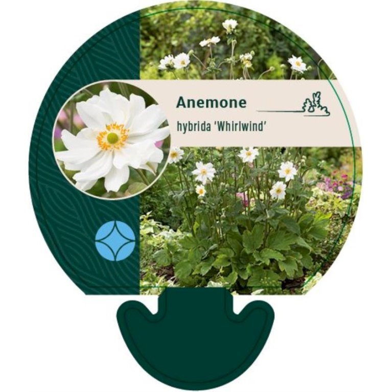Høstanemone 'Whirlwind'