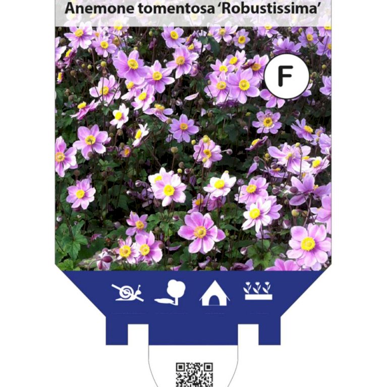 Høstanemone 'Robustissima'