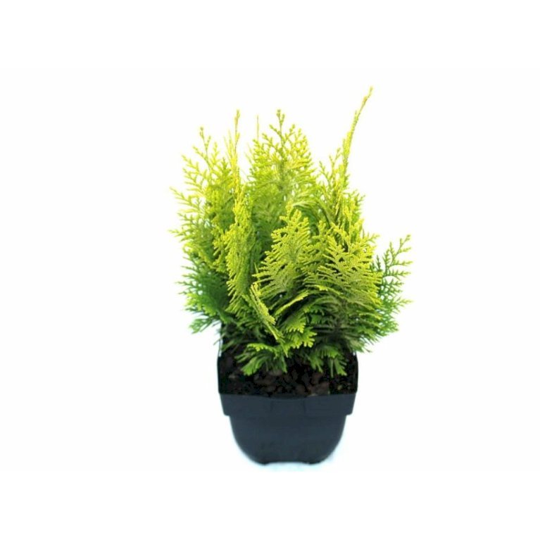 Cypres 'Ivonne'