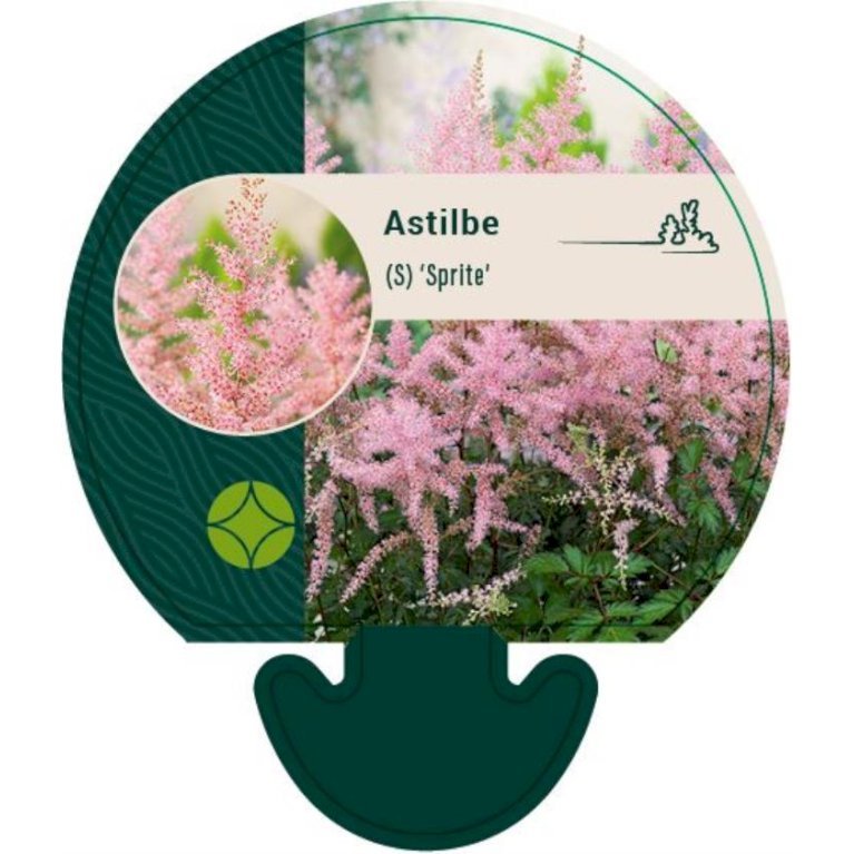 Astilbe 'Sprite'