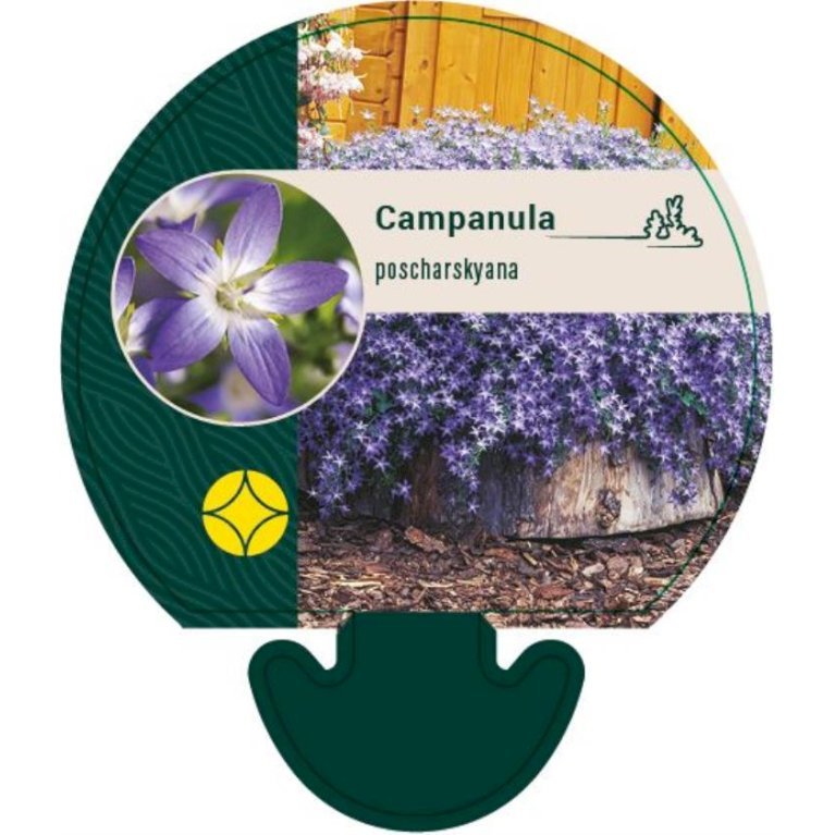 Stjerneklokke poscharskyana
