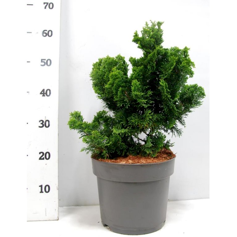 Solcypres 'Nana Gracilis'