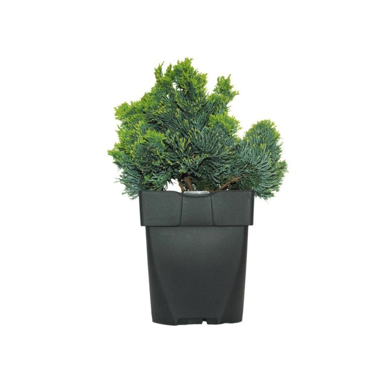 Solcypres 'Nana Gracilis'