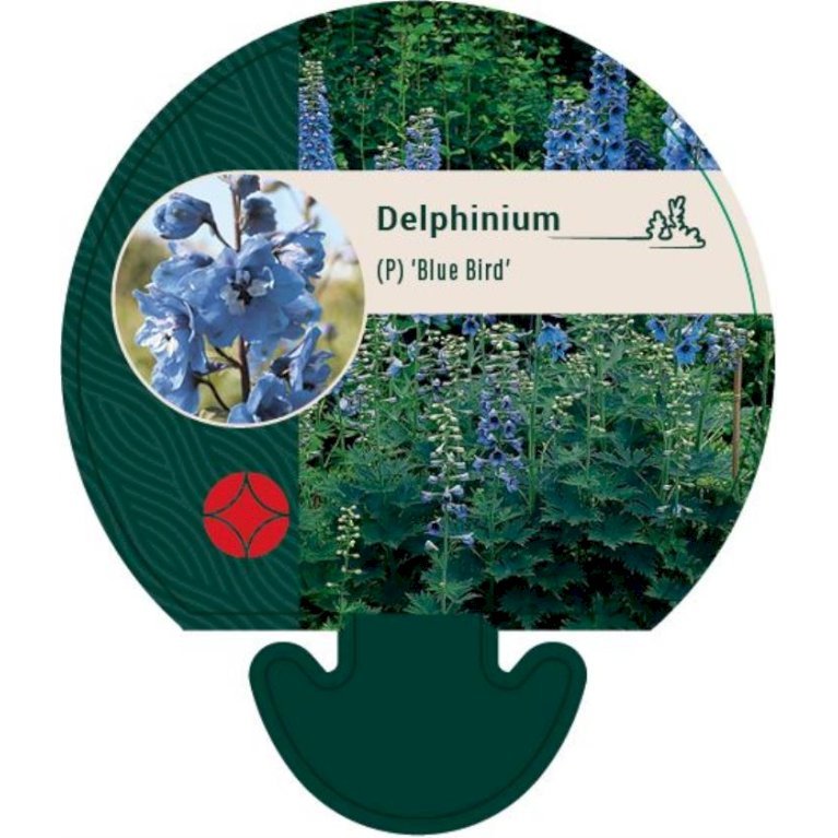 Ridderspore 'Blue Bird'