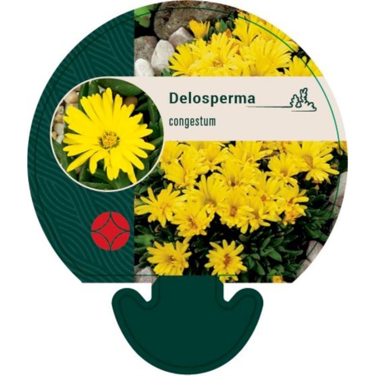 Middagsblomst