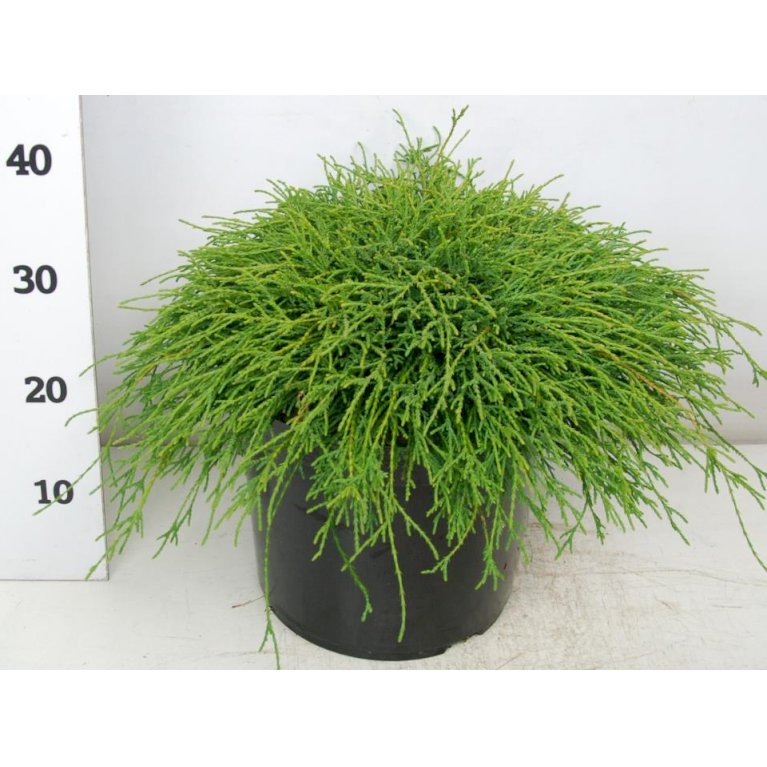 Tråd Ærtecypres 'Filifera Nana'