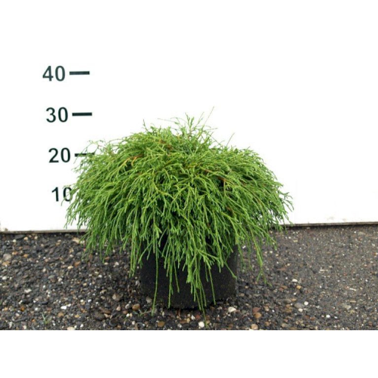 Tråd Ærtecypres 'Filifera Nana' - Chamaecyprais pisifera 'Filifera Nana' (5 Liter potte)