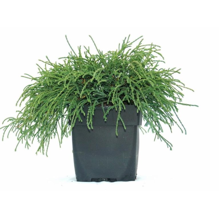 Tråd Ærtecypres 'Filifera Nana'