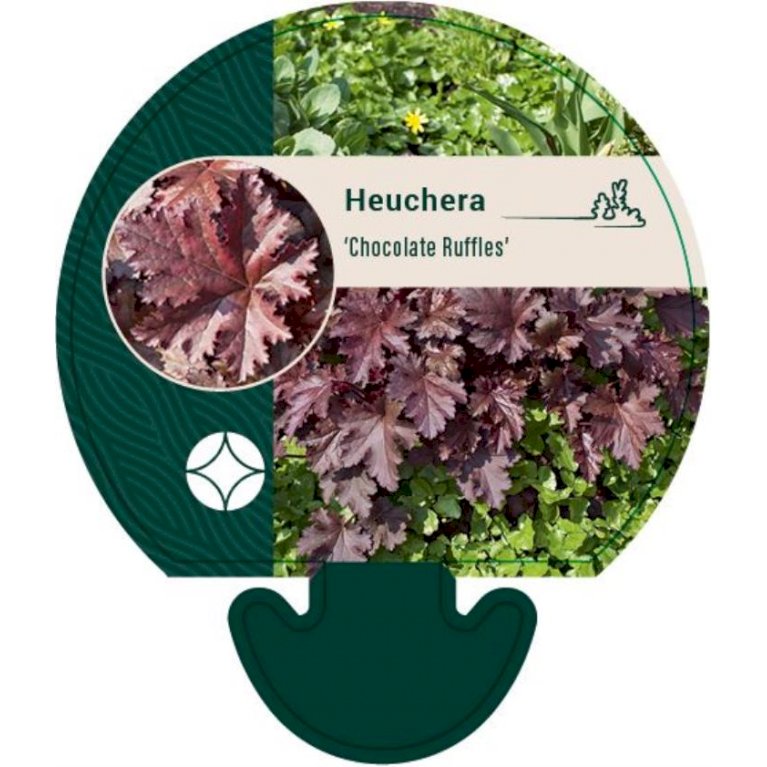 Alunrod 'Chocolate Ruffles' - Heuchera hybrid 'Chocolate Ruffles' (0,8 liter potte)