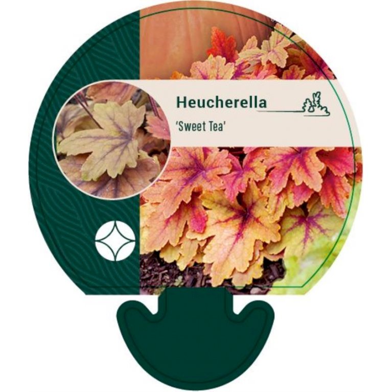 Heucherella  'Sweet Tea'