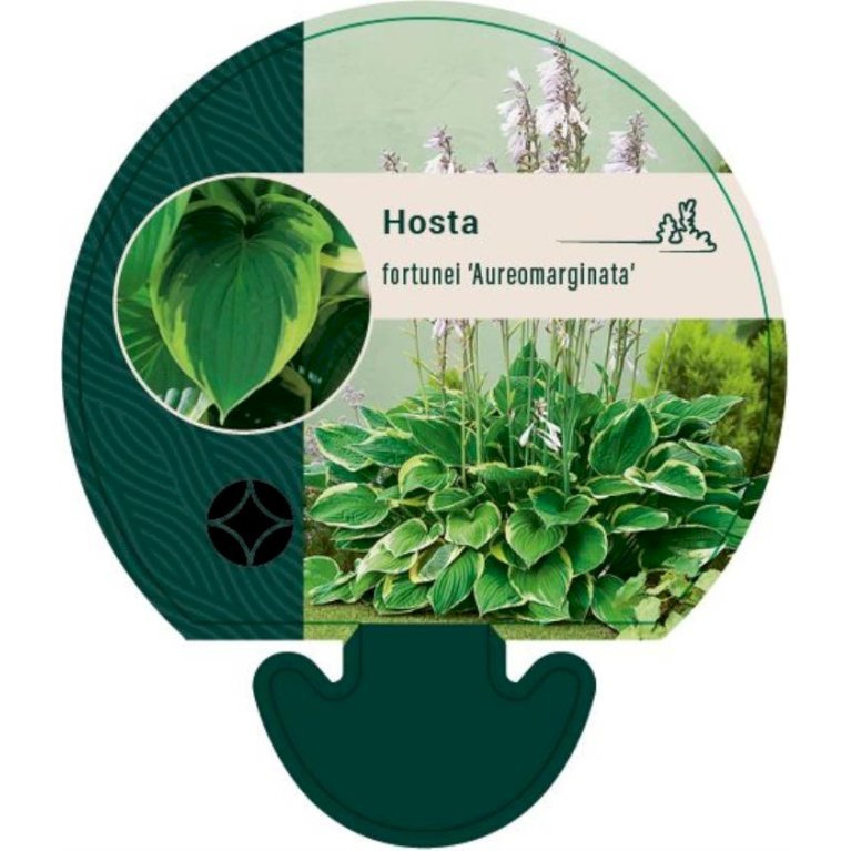 Funkia 'Aureomarginata'