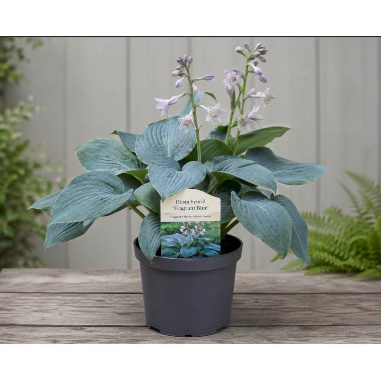 Funkia 'Fragrant Blue'