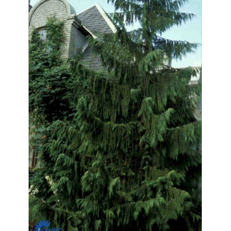 Hængende Nutkacypres 'Pendula'