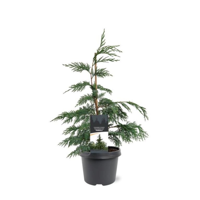 Hængende Nutkacypres 'Pendula'