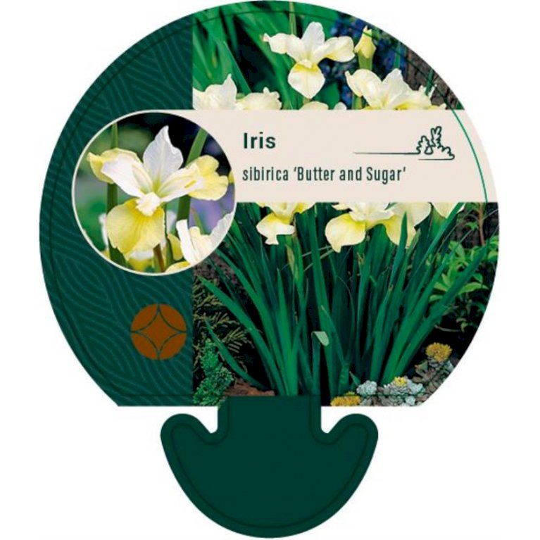 Sibirisk Iris 'Butter and Sugar'