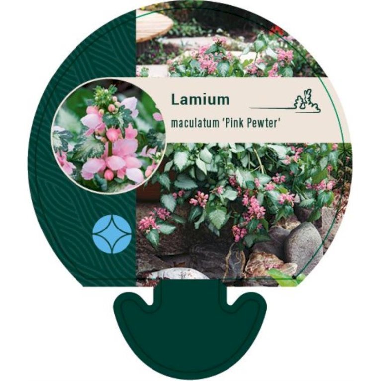 Plettet tvetand 'Pink Pewter'