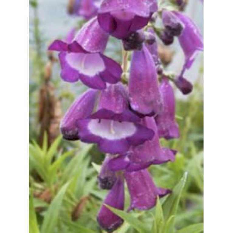 Rørblomst 'Purple Passion'
