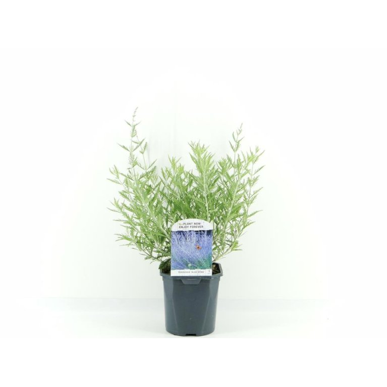 Russisk Salvie 'Blue Spire'