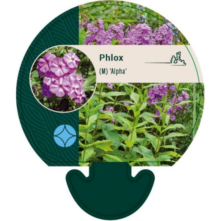 Floks 'Alpha'