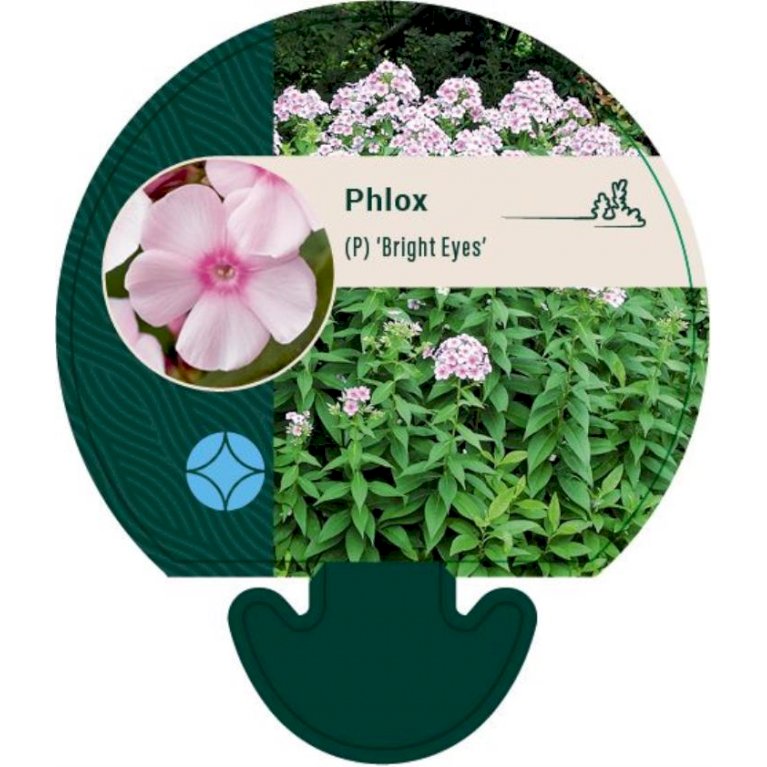 Høstfloks 'Bright Eyes' - Phlox paniculata 'Bright Eyes' (0,8 liter potte)
