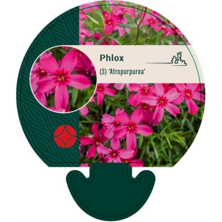 Lyngfloks 'Atropurpurea'