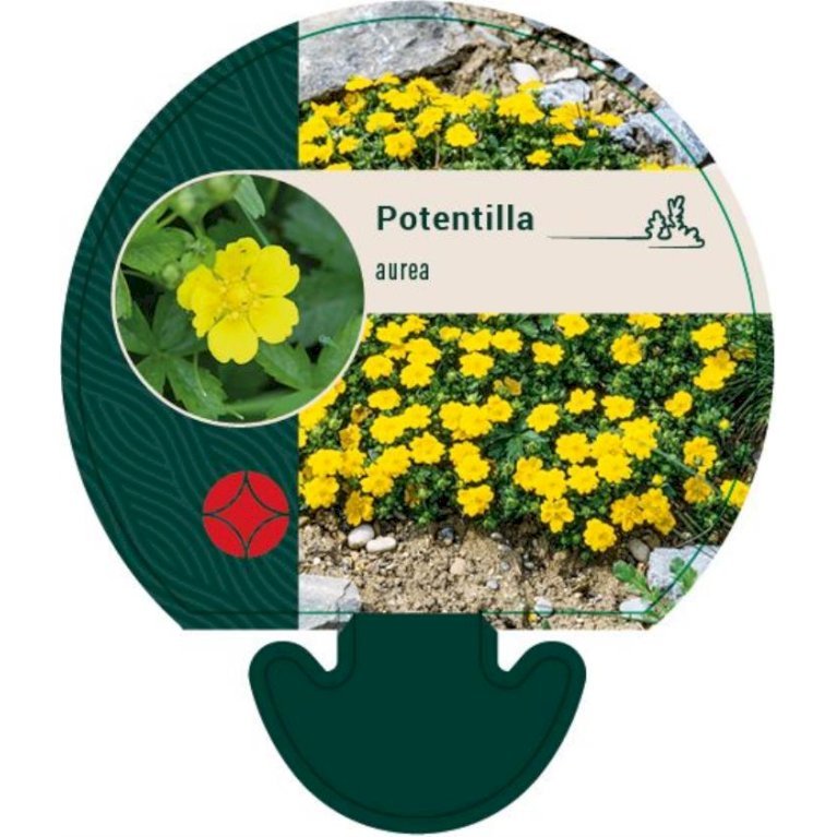 Potentil