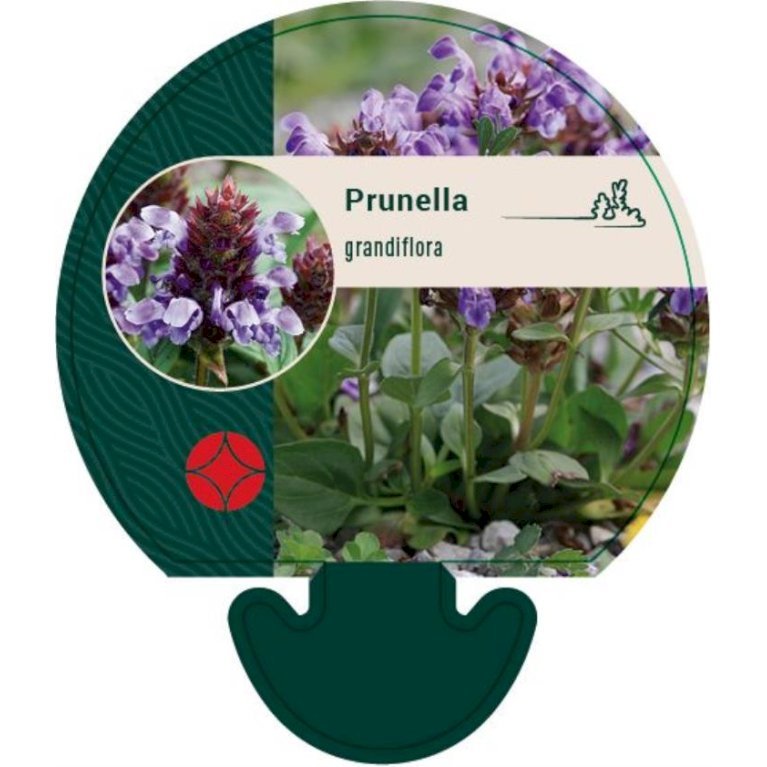 Storblomstret Brunelle