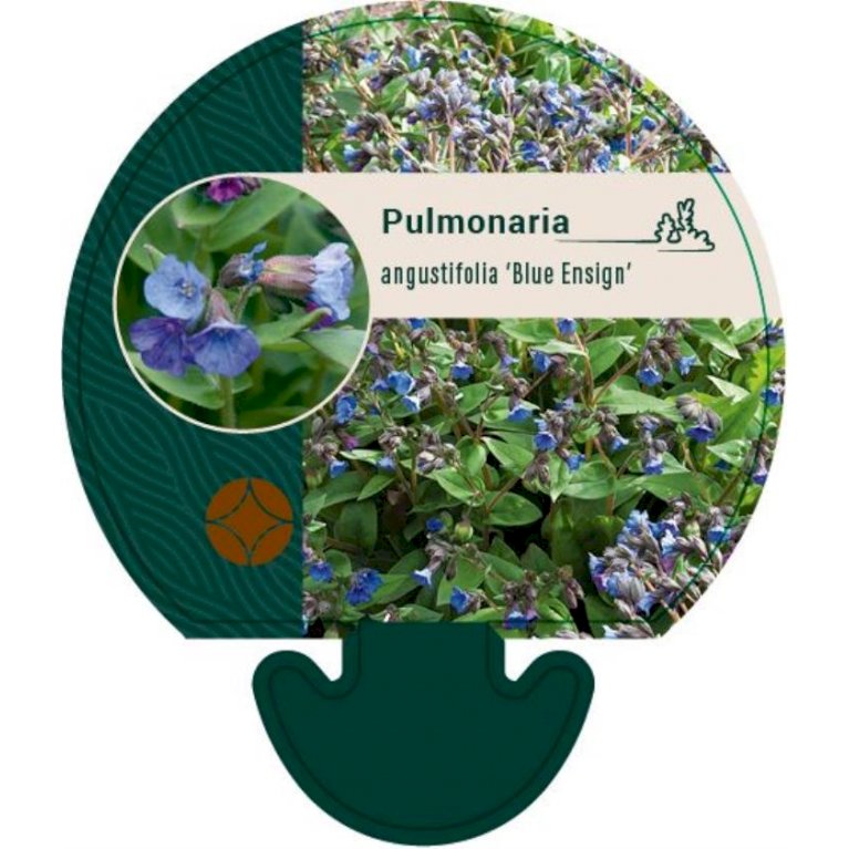 Plettet lungeurt 'Blue Ensign' 1 liter potte