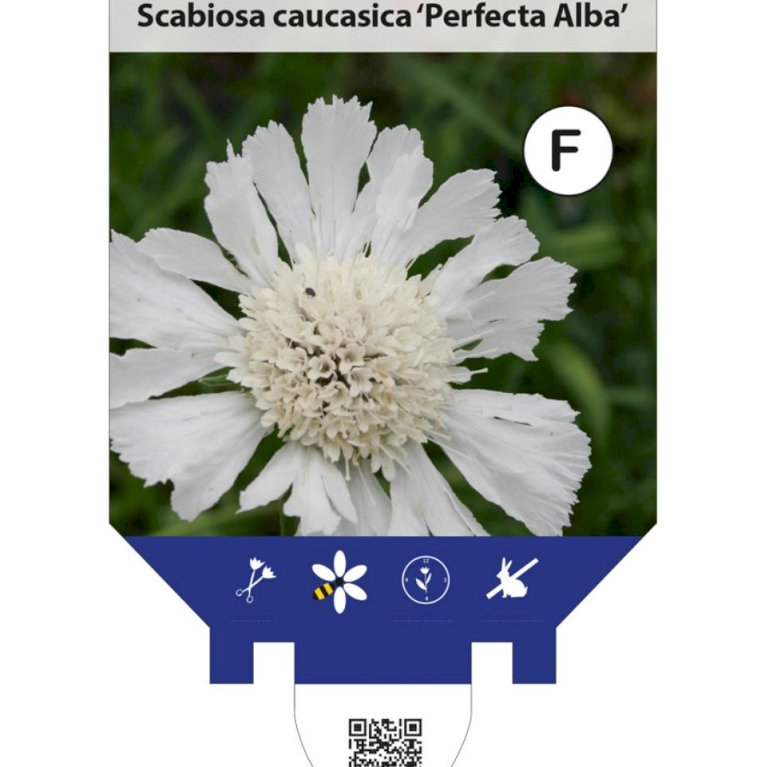 Scabiose 'Perfecta Alba'