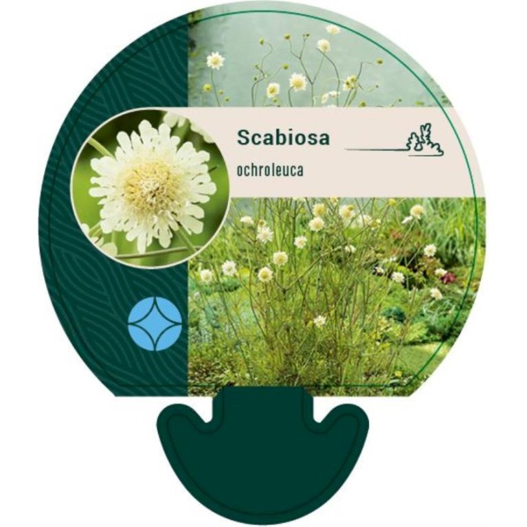 Scabiose