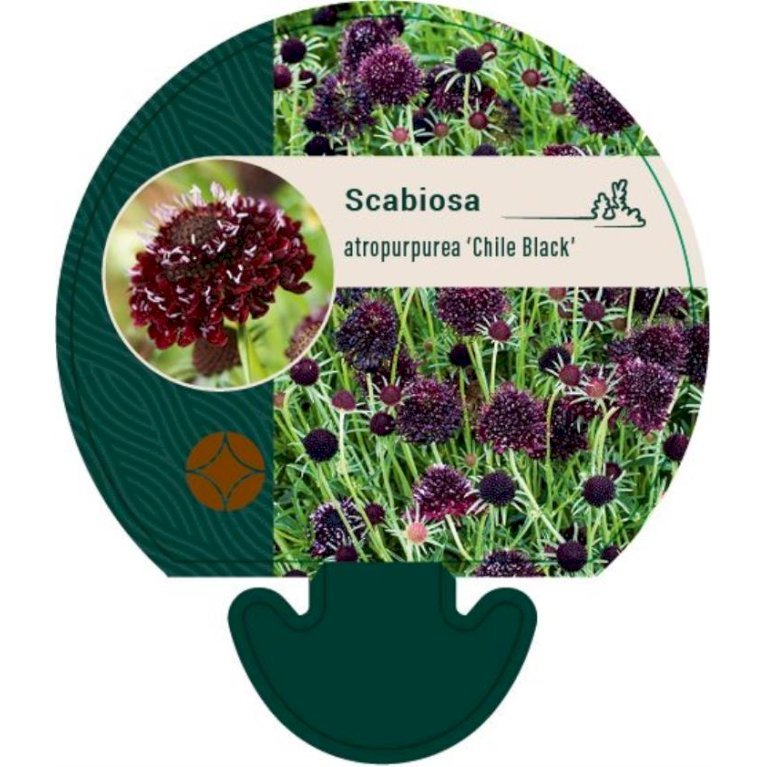 Scabiose 'Chile Black'