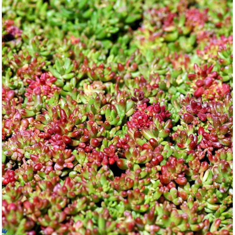Hvid stenurt 'Coral Carpet' (hjemmehørende art)