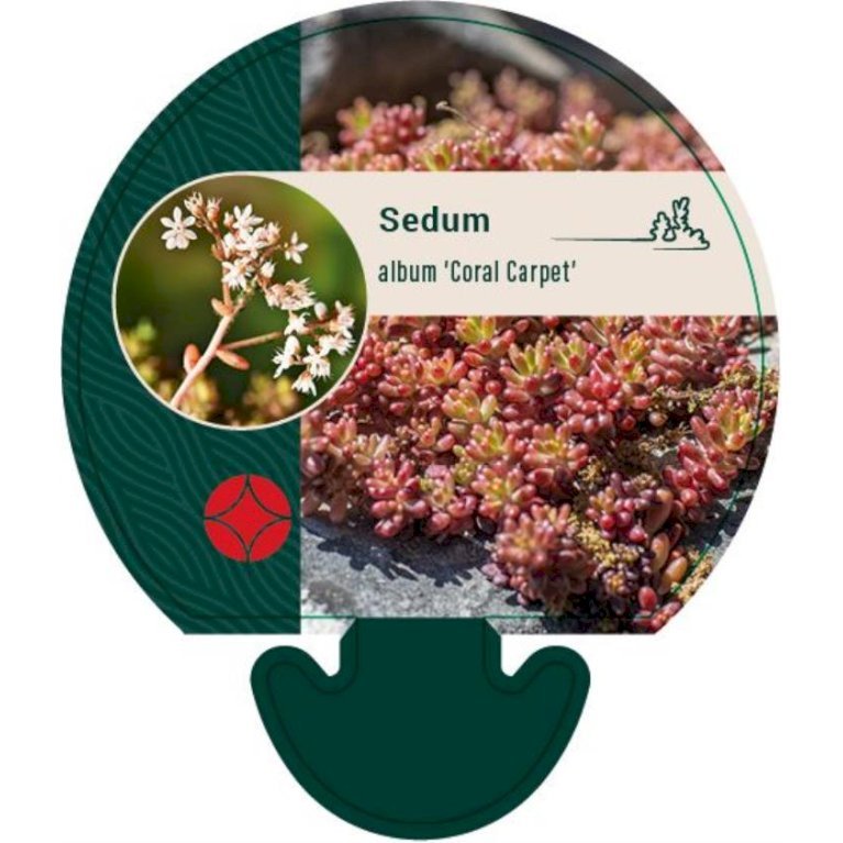 Hvid stenurt 'Coral Carpet'