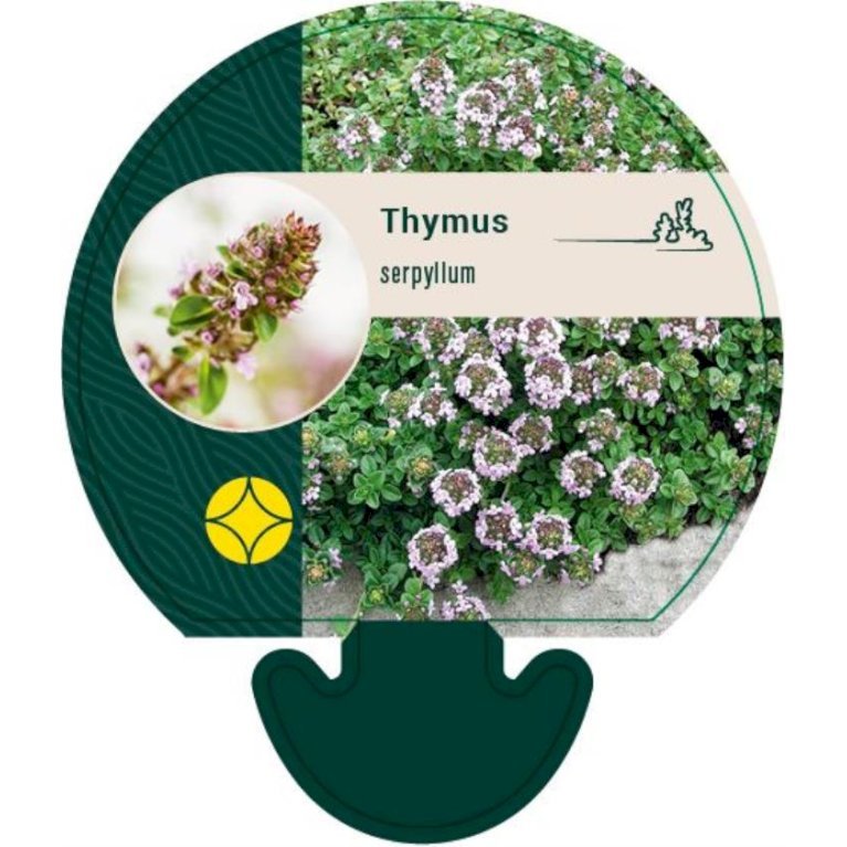 Smalbladet Timian (Hjemmehørende art)