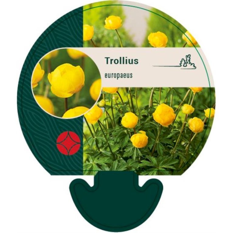 Engblomme