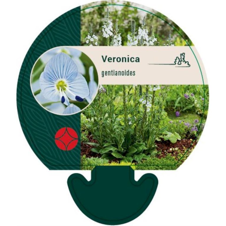 Porcelæns-ærenpris