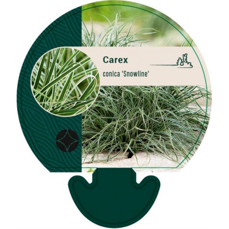 Japansk star 'Snowline' - Carex conica 'Snowline' (0,8 liter potte)