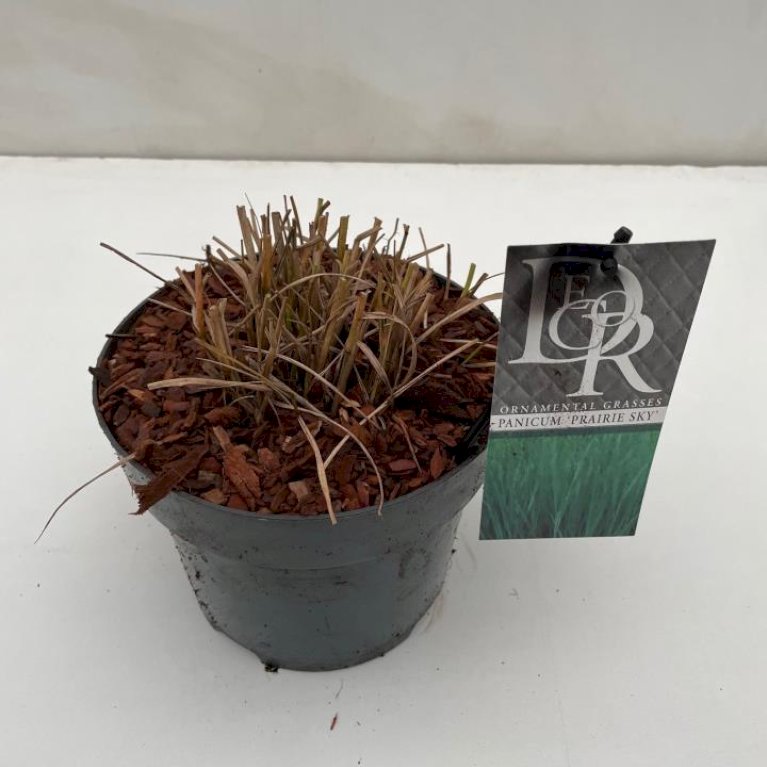 Rishirse 'Prairie Sky'