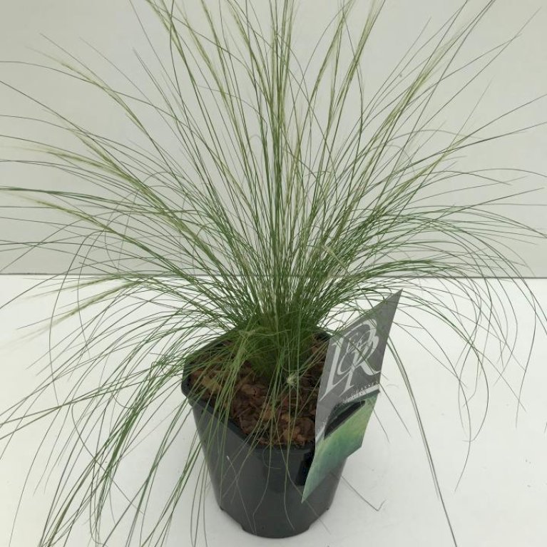 Fjergræs 'Pony Tails'