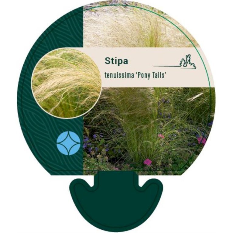 Fjergræs 'Pony Tails'