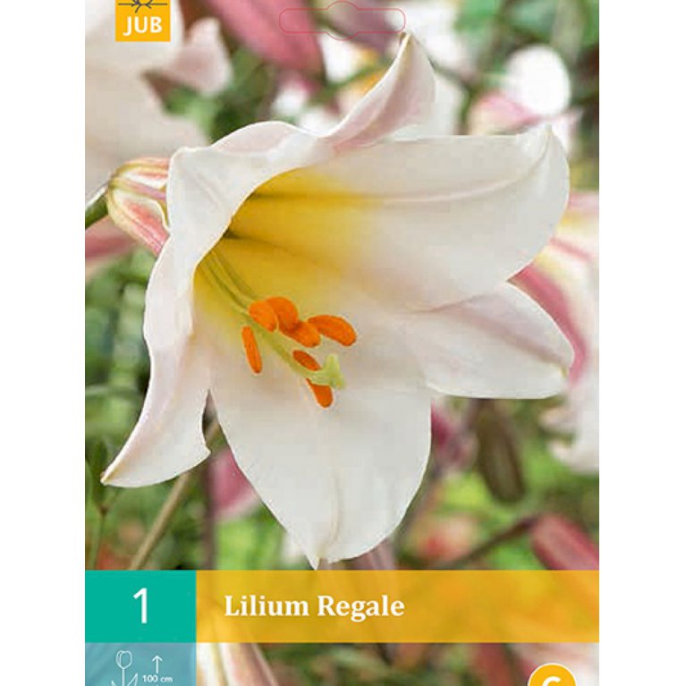Lilje, special 'Regale' (nr. 105)
