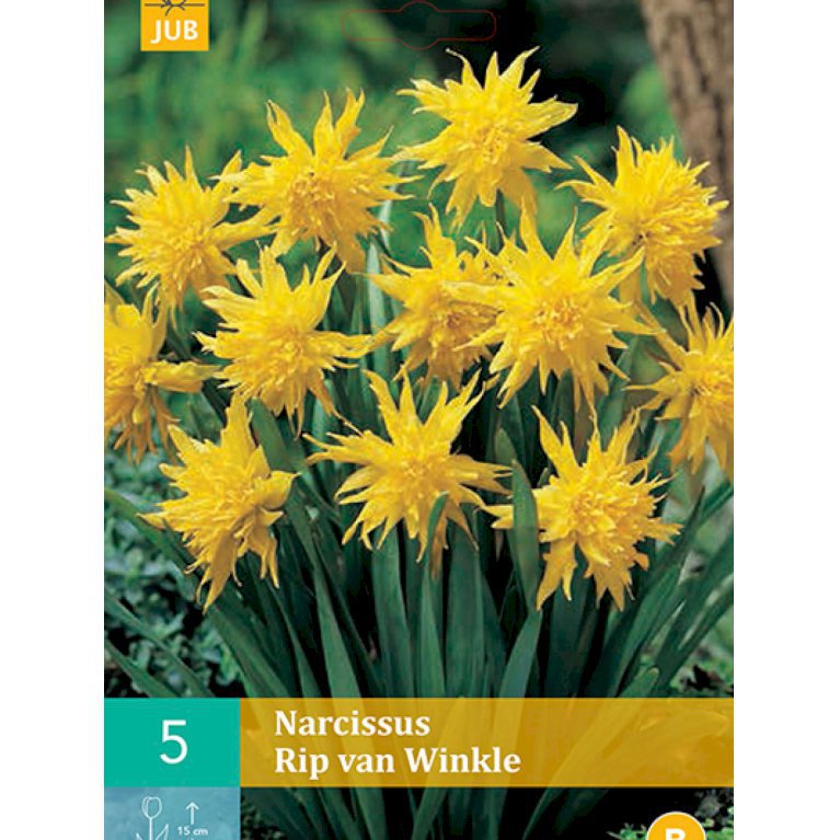 Botaniske Narcisser (påskeliljer) 'Rip Van Winkle' (nr. E111)