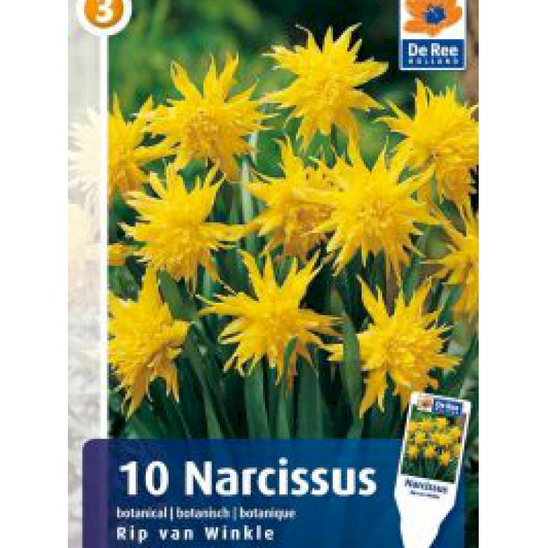 Botaniske Narcisser (påskeliljer) 'Rip Van Winkle' (nr. E111)